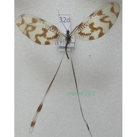 Nemoptera sinuata (Olivier, 1811) Turkey32d